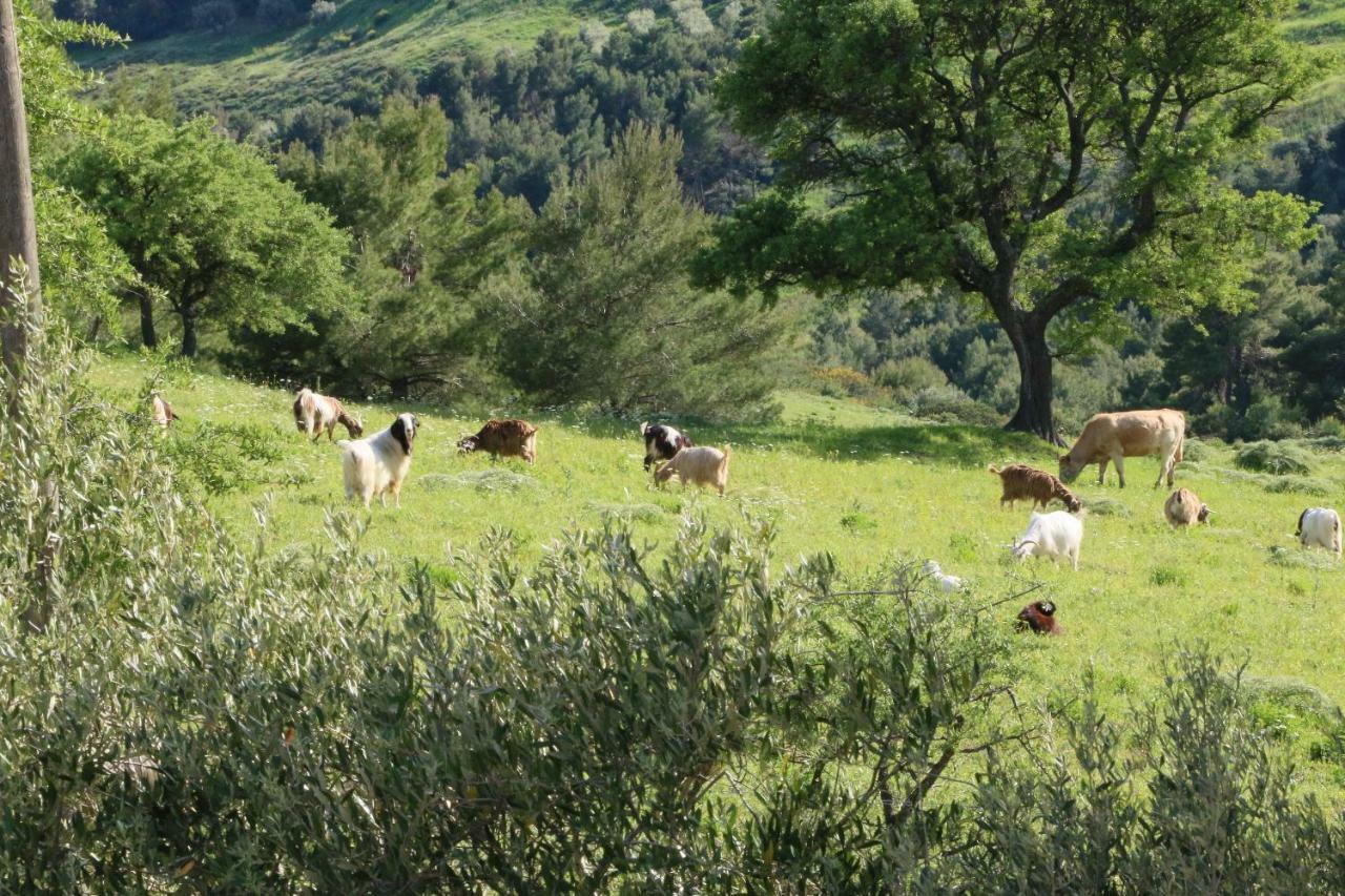 B&B Il Vigneto Trebisacce Bagian luar foto